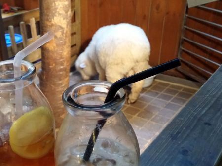 sheep cafe 3
